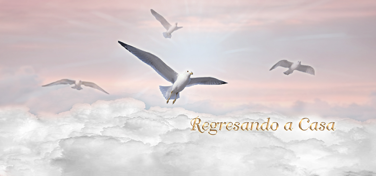 Regresando a Casa Birds Pink